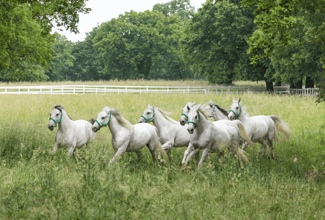 Slika 1 Horses 01 Foto Terhi Paavola 21vsebina