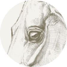 Augen