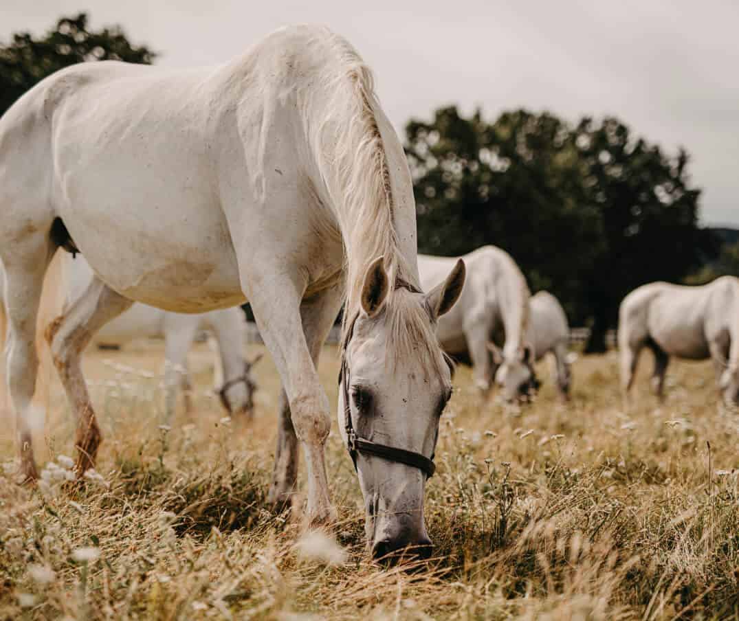 Slika 1 Horses 01 Foto Terhi Paavola 18o kobilarni