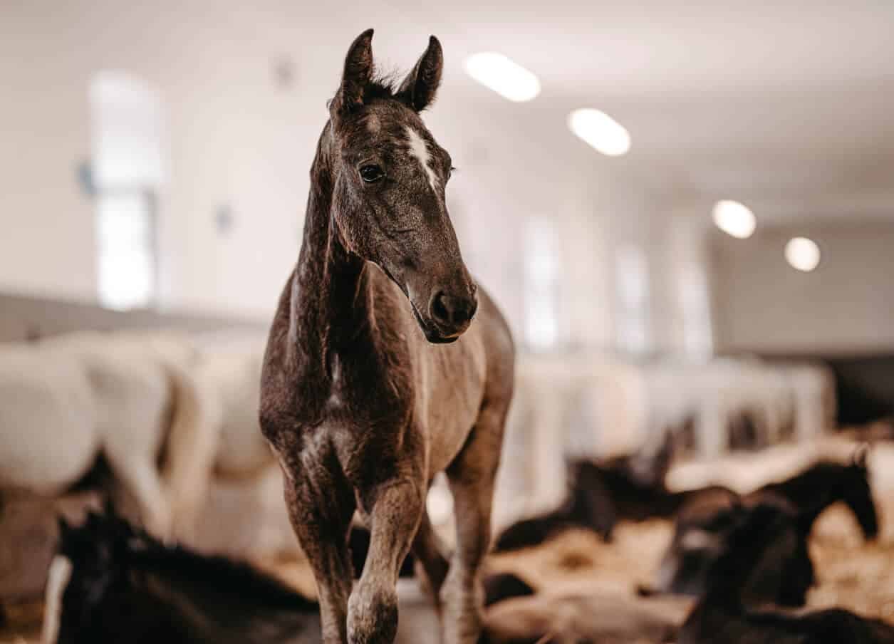 Slika 1 Horses 01 Foto Terhi Paavola 33o podjetju