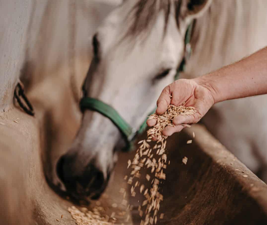 Slika 1 Horses 01 Foto Terhi Paavola 35o podjetju
