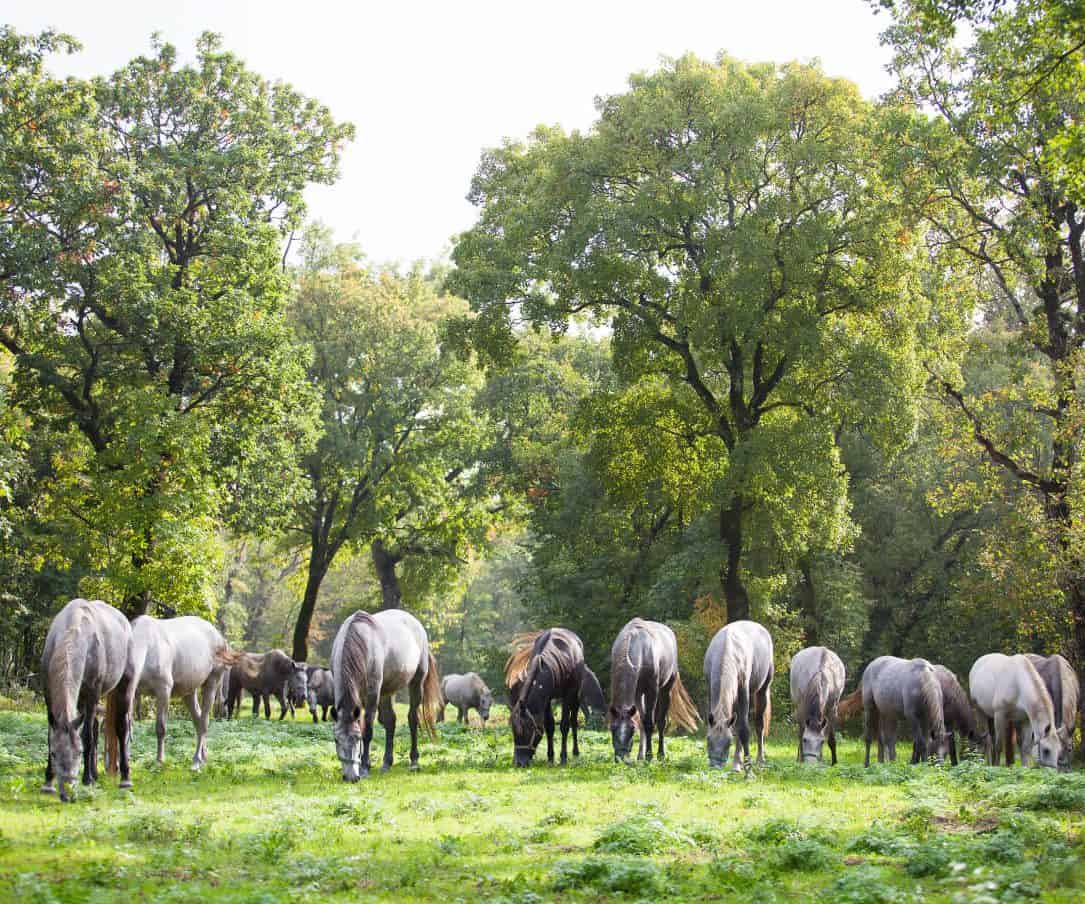 Slika 1 Horses 01 Foto Terhi Paavola 36o podjetju
