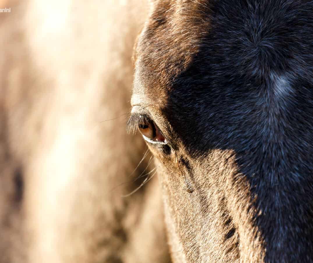 Slika 1 Horses 01 Foto Terhi Paavola 6o podjetju