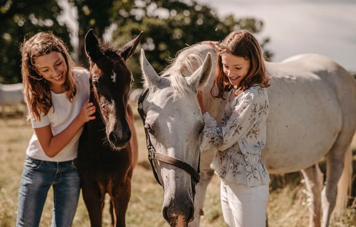 Meet the Lipizzan horse