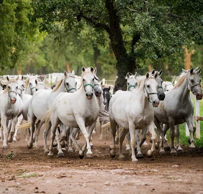 Return of mares and foals from the pastures